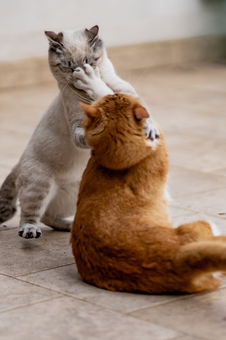 Two Cats Fighting