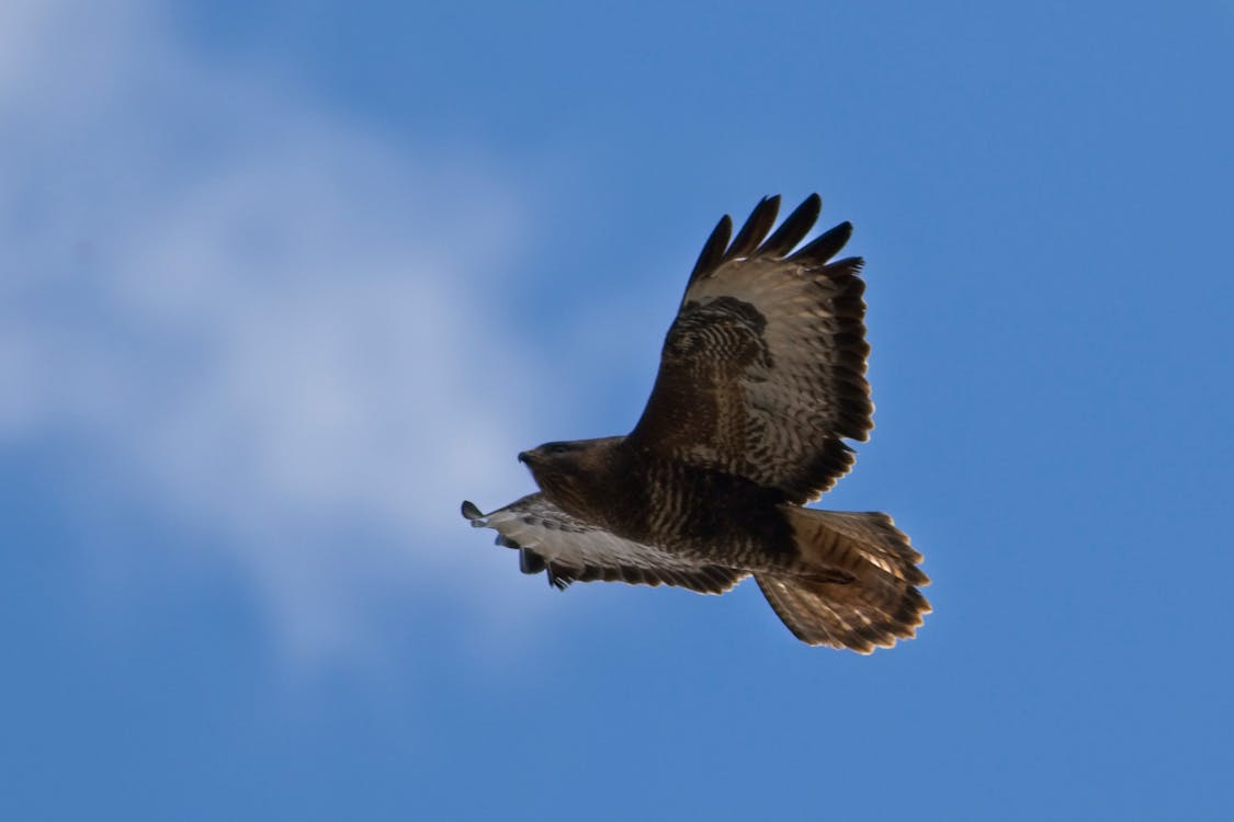 Free stock photo of bird, bird of prey, feather