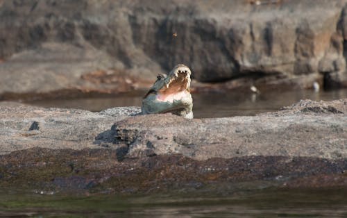 Immagine gratuita di animale, avvicinamento, coccodrillo del nilo