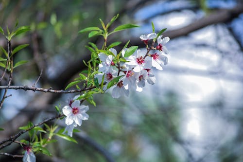 Kostnadsfri bild av blommor, färsk, fjäder