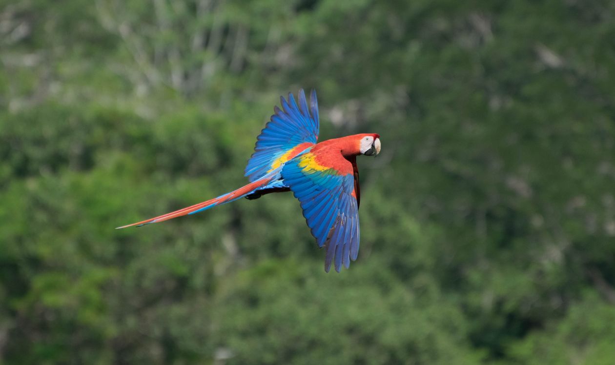 Parrot Flying Fast Close-up of a Flying Parrot · Free Stock Photo