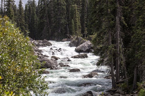 Gratuit River Stream Entre Les Arbres Verts Photos