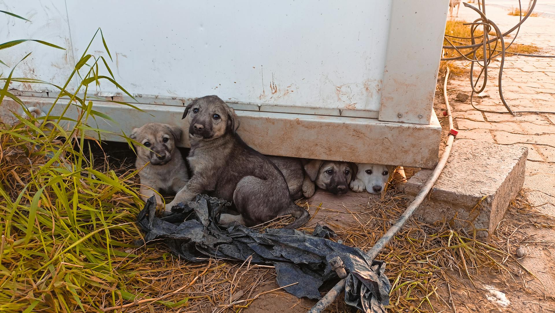 Close-up van schattige puppy's