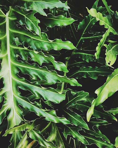 Close up of Green Leaves