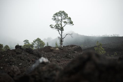 Tree on Volcanic Rock