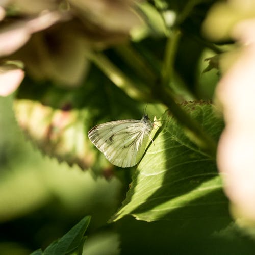 Free stock photo of butterfly, white butterfly