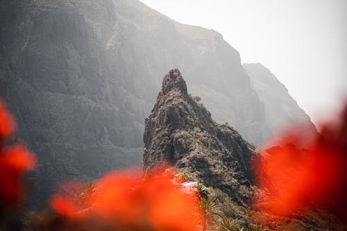 Selective View of Red Flowers and Distant Mountains