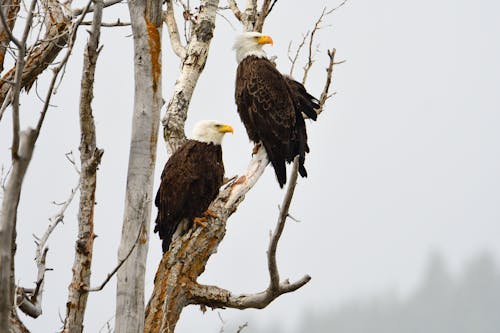 Immagine gratuita di alberi, animali, appollaiati