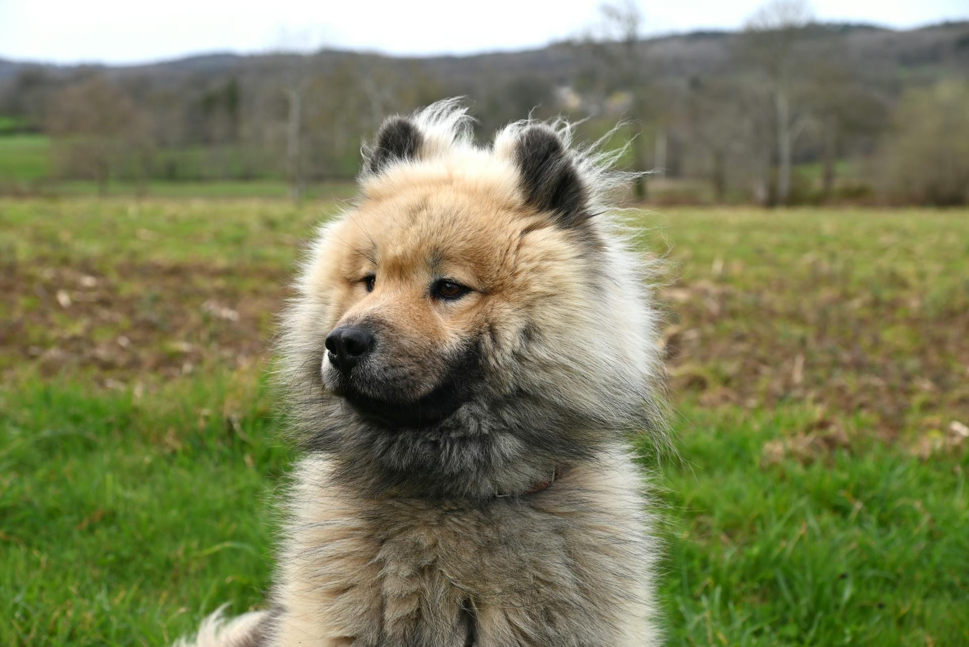 Close up of Eurasier Dog