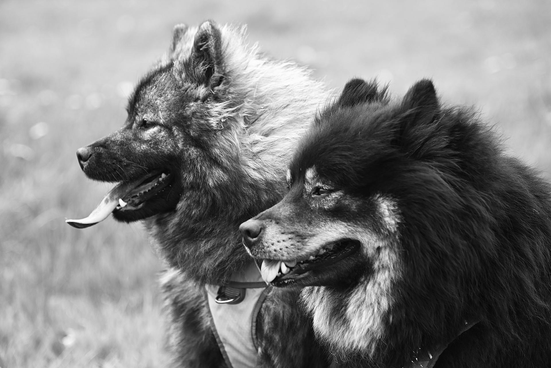 Close up of Dogs