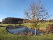 A pond in a golf course with trees and grass