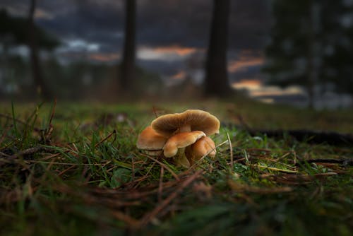 Mushrooms on Ground