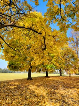 Scenic autumn park with golden leaves and trees under a clear blue sky.