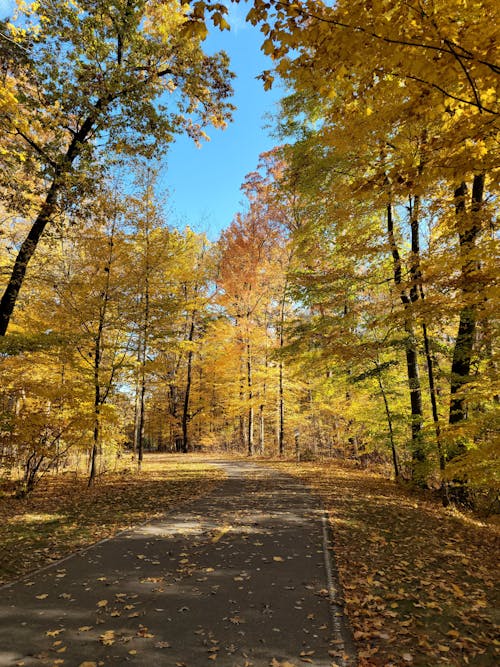 Yellow Trees around Park Alley in Autumn