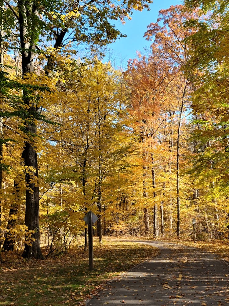 Alley Among Golden Trees In Park