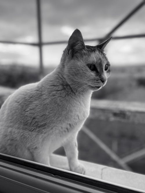 Foto d'estoc gratuïta de ampit de la finestra, animal, assegut