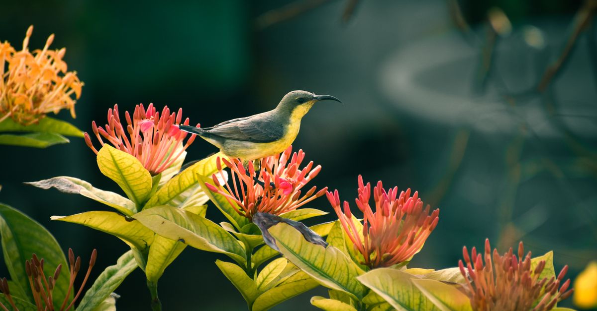 A Bird Perched On A Flower In A Garden Free Stock Photo A Bird Perched On A Flower In A Garden Free Stock Photo