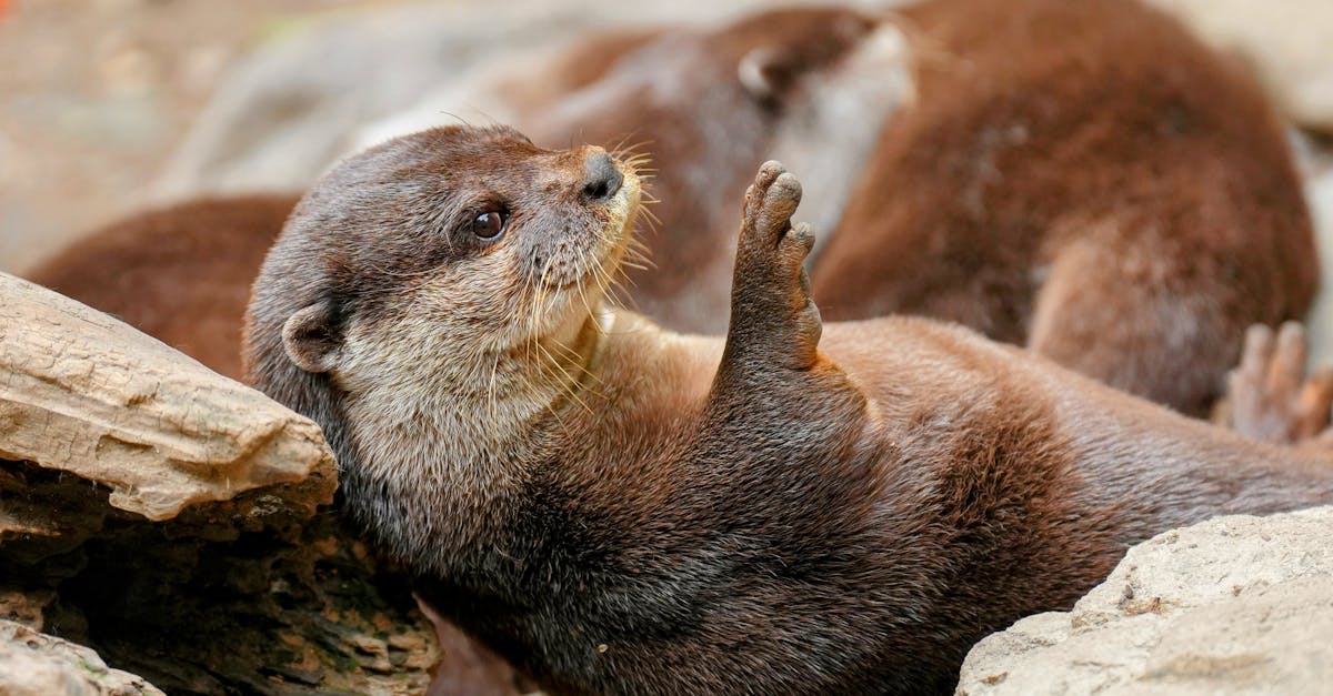 5 22國際生物多樣性日 台東富山保育區放流抱卵龍蝦守護海洋生態