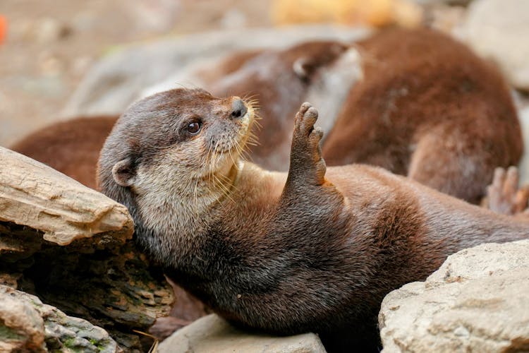 Otter Lying On Rocks