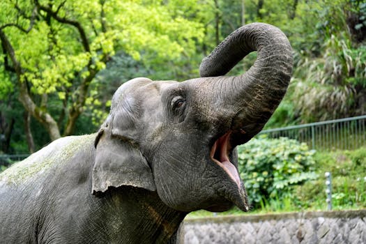 A close-up of an Asian elephant with a raised trunk in a lush outdoor environment.