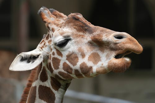 Portrait of Giraffe at Zoo