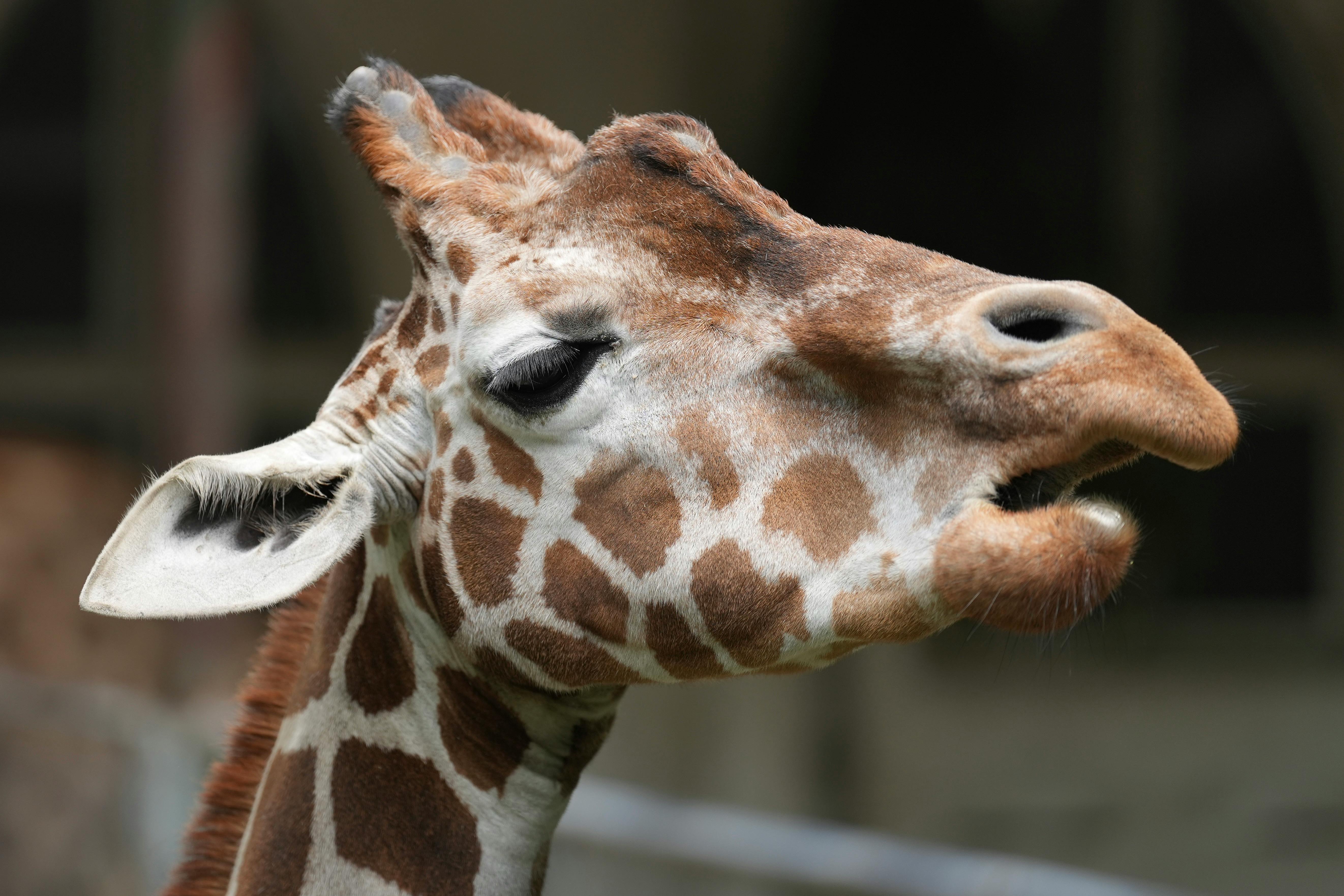 giraffe face photography