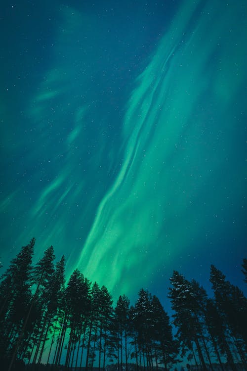 ağaçlar, Aurora borealis, dar açılı çekim içeren Ücretsiz stok fotoğraf