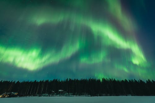 Green Northern Lights above Forest