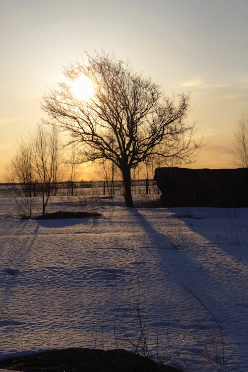 Photos gratuites de arbre, clairière, froid