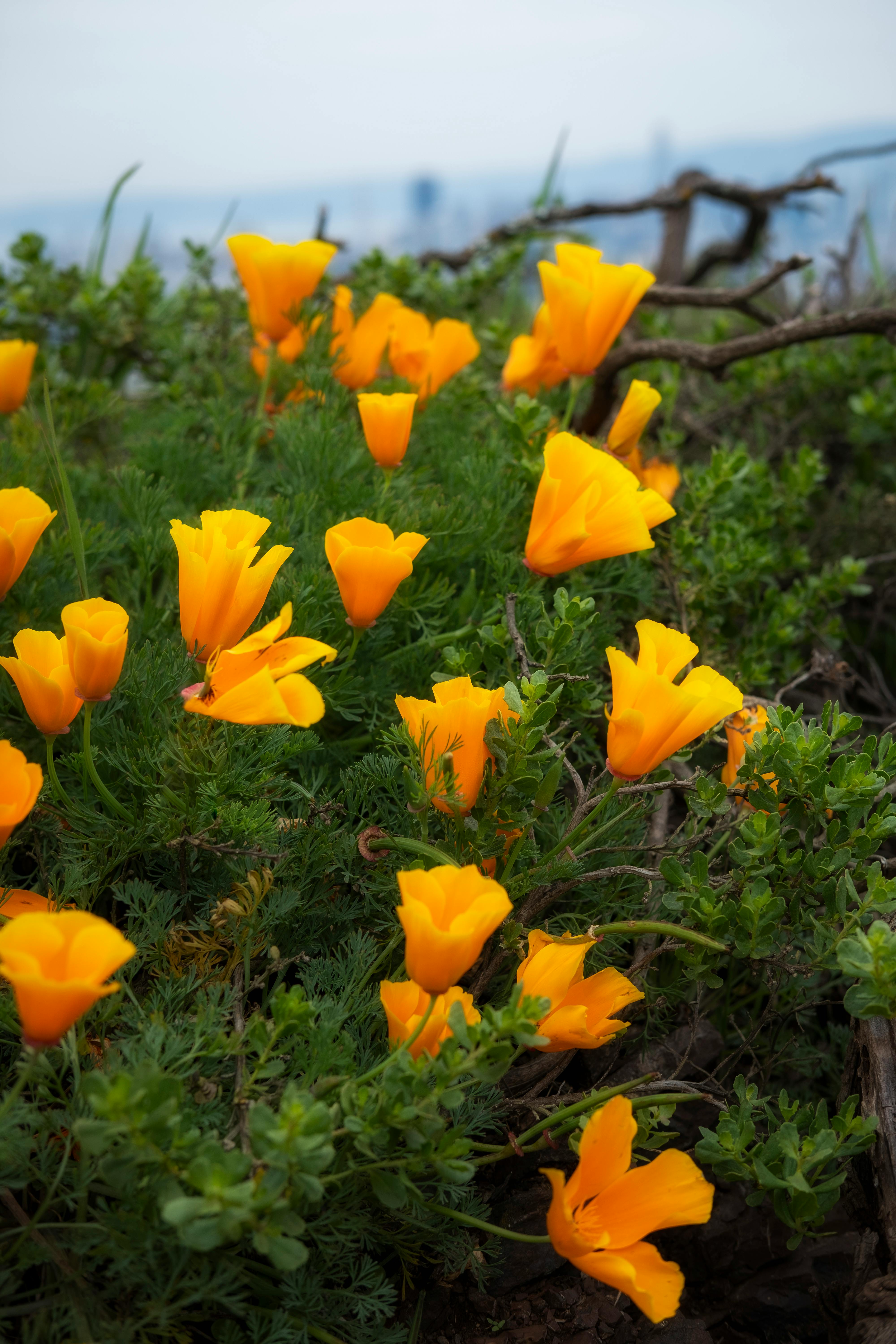California Poppy in a Sacramento Landscape Design Idea