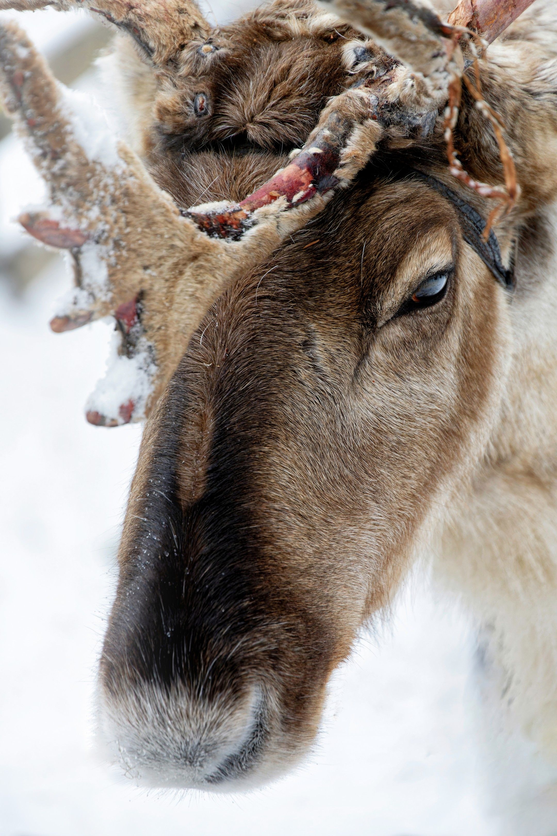 Close-up of a reindeer with snow-capped antlers in Kolari, Finland's winter landscape.