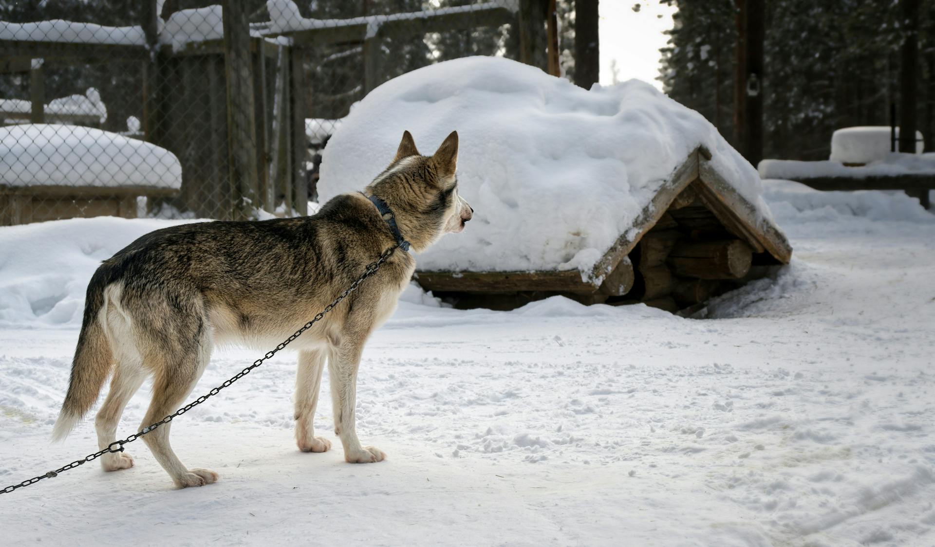 Husky Dog on Chain