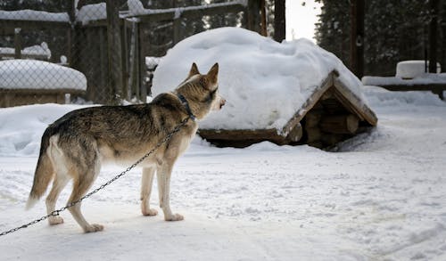 Free A Siberian Husky on a leash in a snowy setting in Kolari, Lappi, Finland. Stock Photo