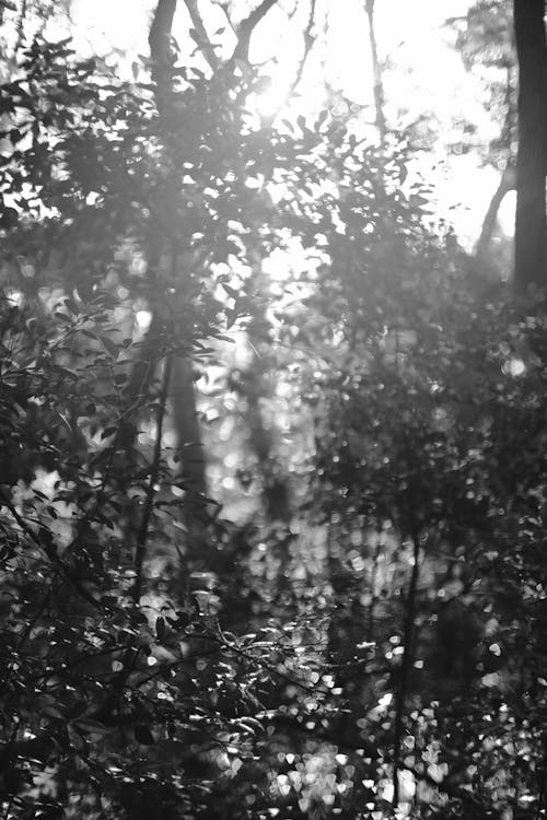 무료 나뭇잎, 블랙 앤 화이트, 빛나는의 무료 스톡 사진