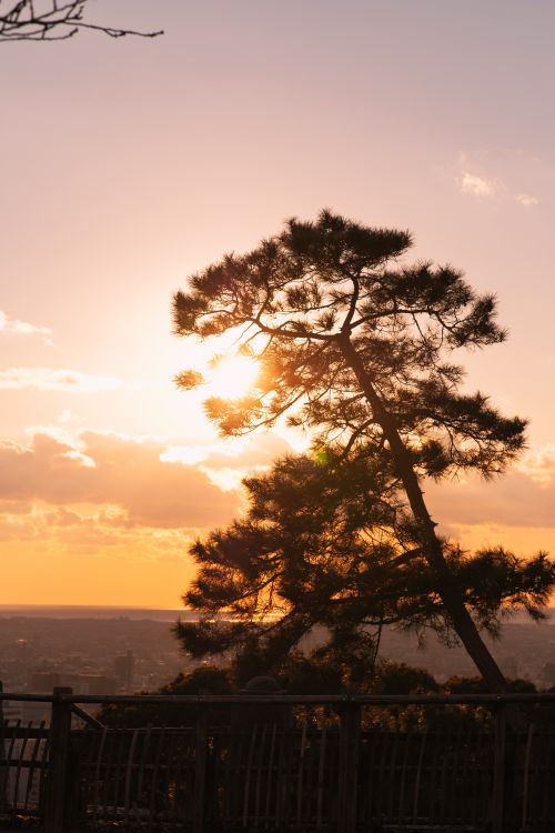 Free A silhouette of a tree against a warm, golden sunset sky creating a serene and natural ambiance. Stock Photo