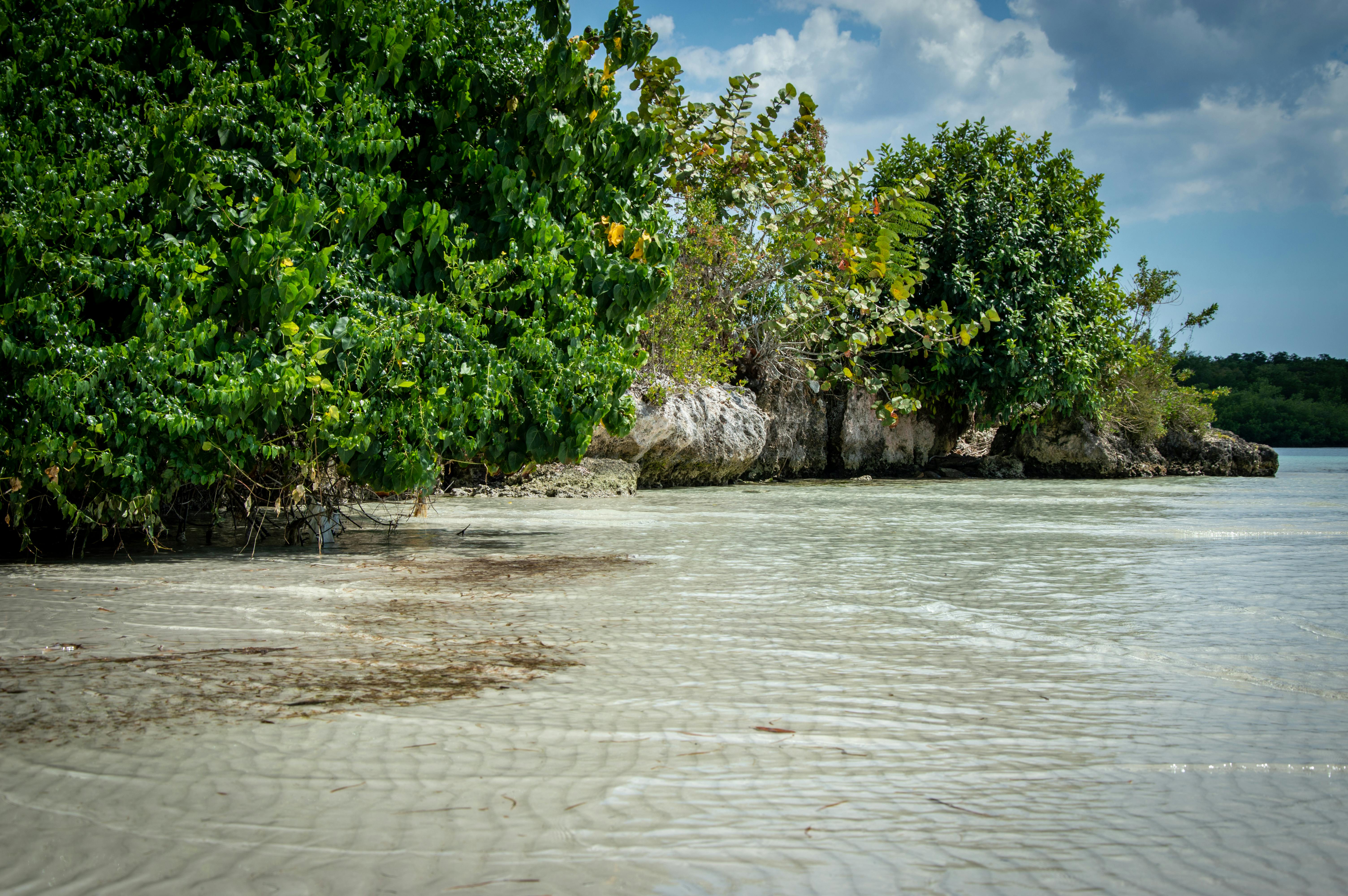 Scenic view of a tranquil beach with lush greenery and clear shallow waters under a bright blue sky.