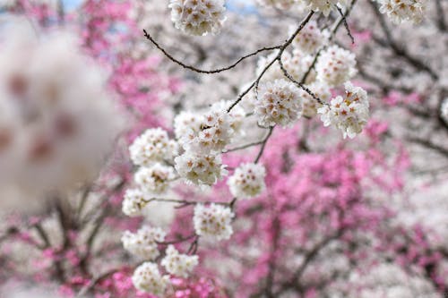 Kostenloses Stock Foto zu apfelbaum, äste, blumen