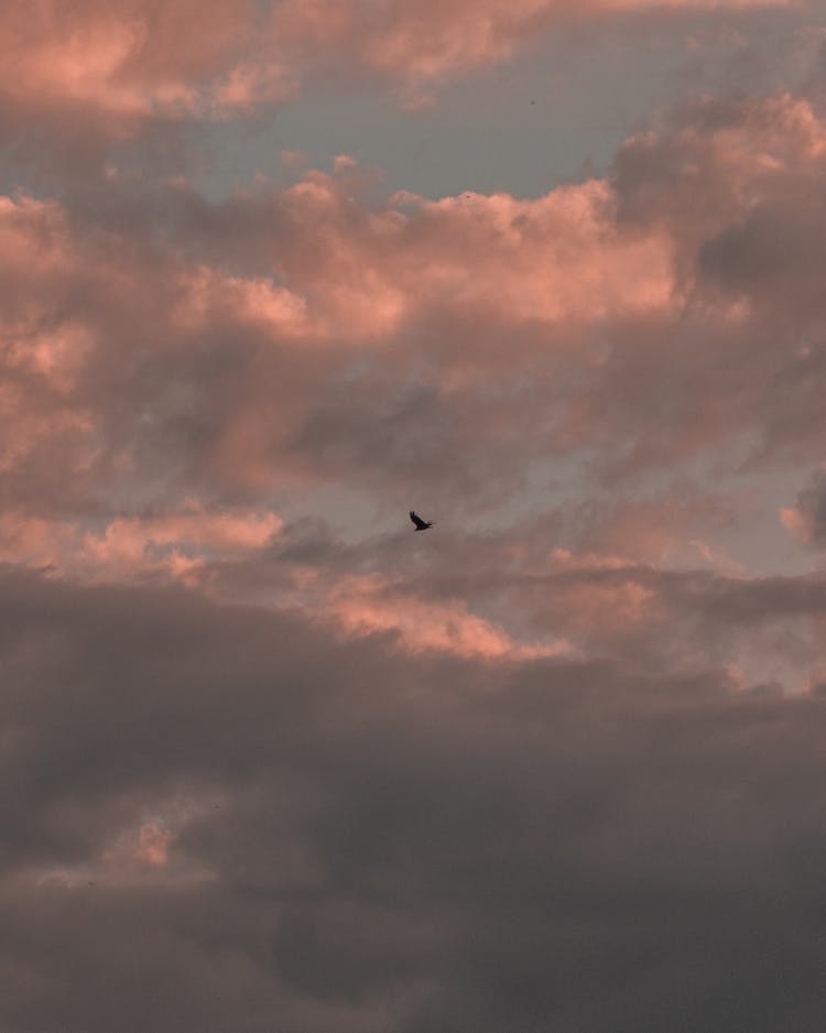 Bird Flying Under Clouds