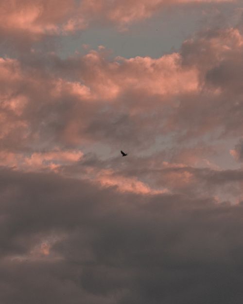 Free A bird soars through the vibrant orange-hued clouds capturing the essence of freedom in nature. Stock Photo
