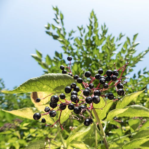 Free stock photo of berries, tree