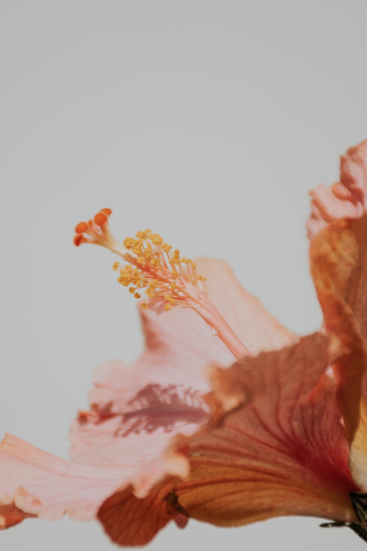 Chinese Hibiscus In Close Up