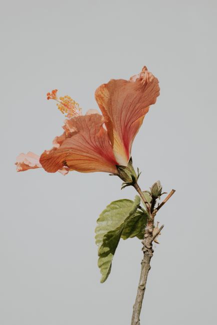 A stunning close-up of a blooming orange hibiscus with delicate petals against a light background.