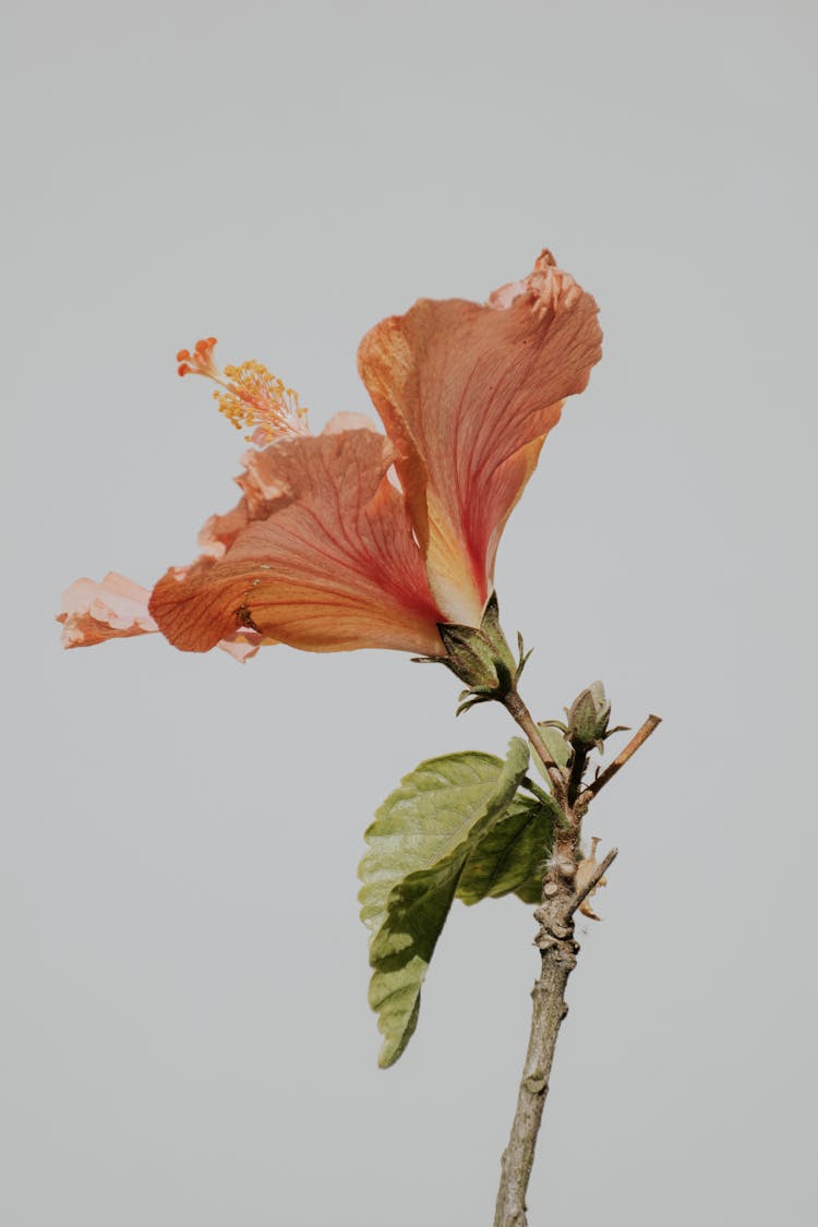 Blooming Chinese Hibiscus 