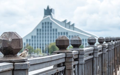 Free stock photo of bridge, modern building, sparrow