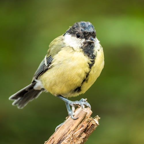 Selective Focus Photography of Green-backed Tit Perching on Branch