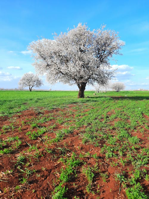 Tree on an Agricultural Field 