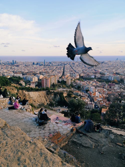 Fotos de stock gratuitas de animal, ciudad, ciudades