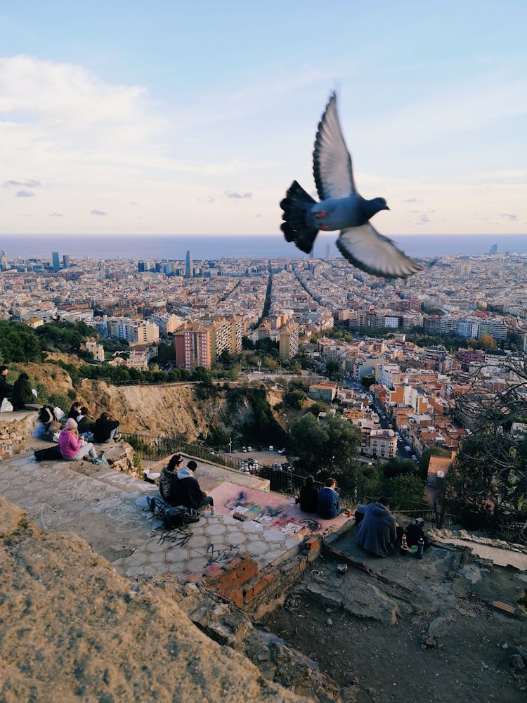 Bird Flying Over A City 