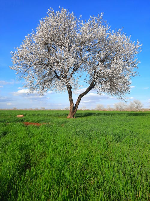 คลังภาพถ่ายฟรี ของ การเจริญเติบโต, ชนบท, ต้นแอปเปิ้ล