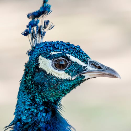 Fotografia De Close Up Do Pavão Azul